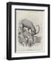 Studies from Life at the Zoological Gardens-null-Framed Giclee Print