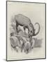 Studies from Life at the Zoological Gardens-null-Mounted Giclee Print