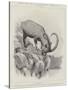 Studies from Life at the Zoological Gardens-null-Stretched Canvas