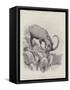 Studies from Life at the Zoological Gardens-null-Framed Stretched Canvas