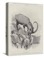 Studies from Life at the Zoological Gardens-null-Stretched Canvas