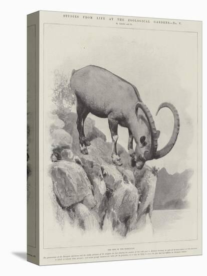 Studies from Life at the Zoological Gardens-null-Stretched Canvas