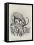 Studies from Life at the Zoological Gardens-null-Framed Stretched Canvas