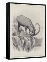 Studies from Life at the Zoological Gardens-null-Framed Stretched Canvas