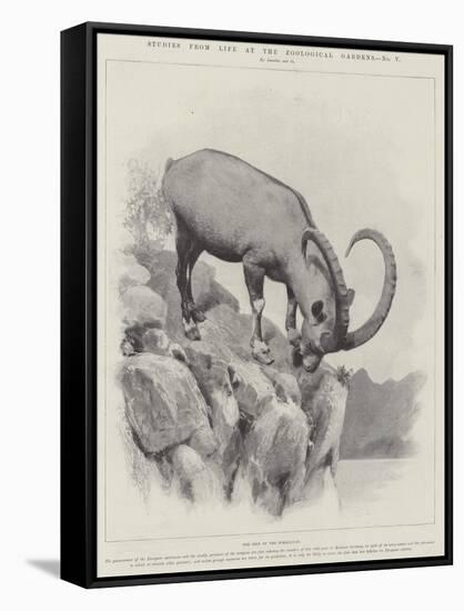 Studies from Life at the Zoological Gardens-null-Framed Stretched Canvas