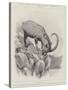 Studies from Life at the Zoological Gardens-null-Stretched Canvas