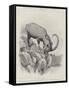 Studies from Life at the Zoological Gardens-null-Framed Stretched Canvas