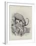 Studies from Life at the Zoological Gardens-null-Framed Giclee Print