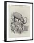 Studies from Life at the Zoological Gardens-null-Framed Giclee Print