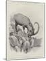 Studies from Life at the Zoological Gardens-null-Mounted Giclee Print