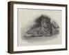 Studies from Life at the Zoological Gardens-null-Framed Giclee Print