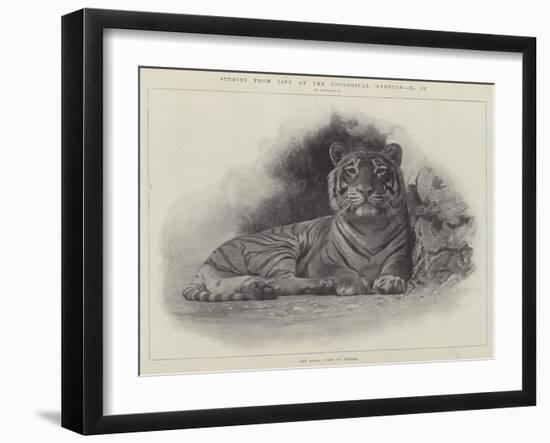 Studies from Life at the Zoological Gardens-null-Framed Giclee Print