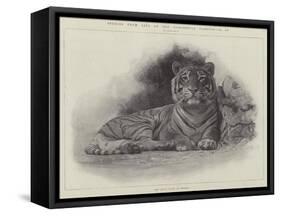 Studies from Life at the Zoological Gardens-null-Framed Stretched Canvas