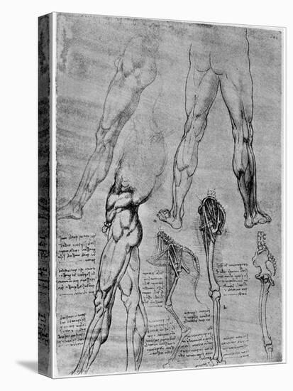 Studies in Comparative Anatomy, 1506-1507-Leonardo da Vinci-Stretched Canvas