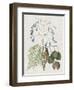 Studies in Nature II-Mark Catesby-Framed Art Print