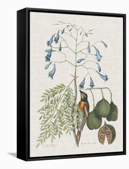 Studies in Nature II-Mark Catesby-Framed Stretched Canvas