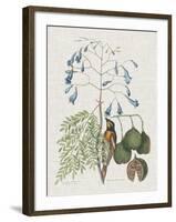 Studies in Nature II-Mark Catesby-Framed Art Print