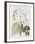 Studies in Nature II-Mark Catesby-Framed Art Print