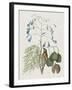 Studies in Nature II-Mark Catesby-Framed Art Print