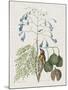 Studies in Nature II-Mark Catesby-Mounted Art Print