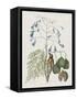 Studies in Nature II-Mark Catesby-Framed Stretched Canvas