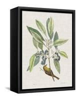 Studies in Nature IV-Mark Catesby-Framed Stretched Canvas