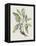 Studies in Nature IV-Mark Catesby-Framed Stretched Canvas