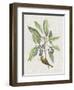 Studies in Nature IV-Mark Catesby-Framed Art Print