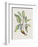 Studies in Nature IV-Mark Catesby-Framed Art Print