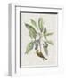 Studies in Nature IV-Mark Catesby-Framed Art Print