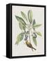 Studies in Nature IV-Mark Catesby-Framed Stretched Canvas