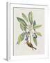 Studies in Nature IV-Mark Catesby-Framed Art Print