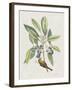 Studies in Nature IV-Mark Catesby-Framed Art Print