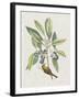 Studies in Nature IV-Mark Catesby-Framed Art Print