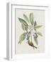 Studies in Nature IV-Mark Catesby-Framed Art Print