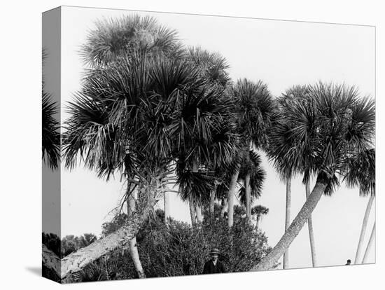 Studies in Palms, Sebastian Creek, Florida-null-Stretched Canvas