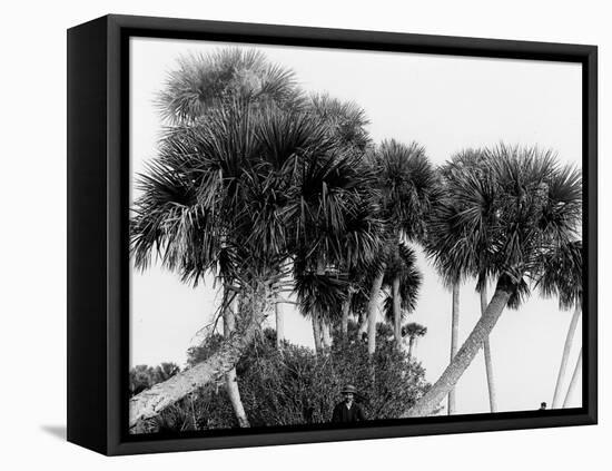 Studies in Palms, Sebastian Creek, Florida-null-Framed Stretched Canvas