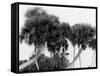 Studies in Palms, Sebastian Creek, Florida-null-Framed Stretched Canvas