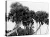 Studies in Palms, Sebastian Creek, Florida-null-Stretched Canvas