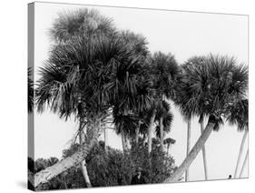 Studies in Palms, Sebastian Creek, Florida-null-Stretched Canvas