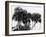 Studies in Palms, Sebastian Creek, Florida-null-Framed Photo