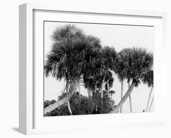 Studies in Palms, Sebastian Creek, Florida-null-Framed Photo