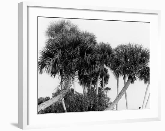 Studies in Palms, Sebastian Creek, Florida-null-Framed Photo