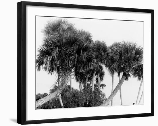 Studies in Palms, Sebastian Creek, Florida-null-Framed Photo