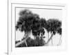 Studies in Palms, Sebastian Creek, Florida-null-Framed Photo