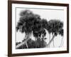 Studies in Palms, Sebastian Creek, Florida-null-Framed Photo