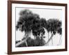 Studies in Palms, Sebastian Creek, Florida-null-Framed Photo