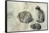 Studies of a cat, 1971-John Stanton Ward-Framed Stretched Canvas