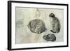 Studies of a cat, 1971-John Stanton Ward-Framed Giclee Print