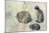 Studies of a cat, 1971-John Stanton Ward-Mounted Giclee Print